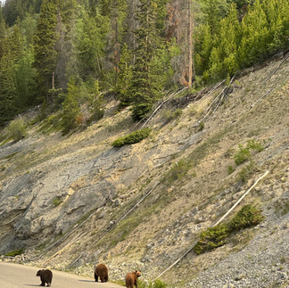 Famille de grizzlis sur la route