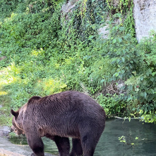 Ours de la fosse aux Ours de Berne