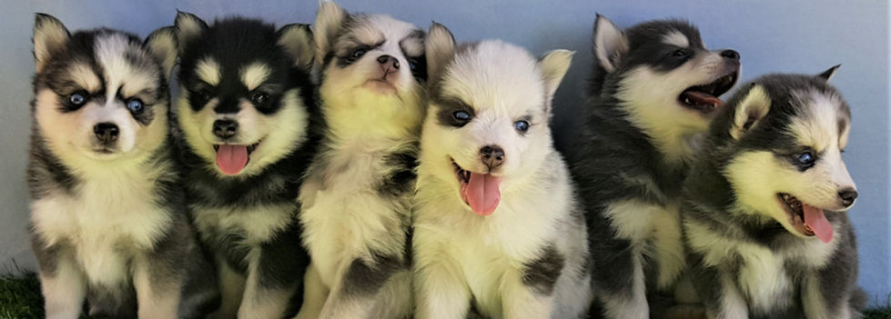 Pomsky pups.jpg