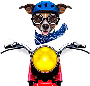 dog-delivery-lolas-1.png