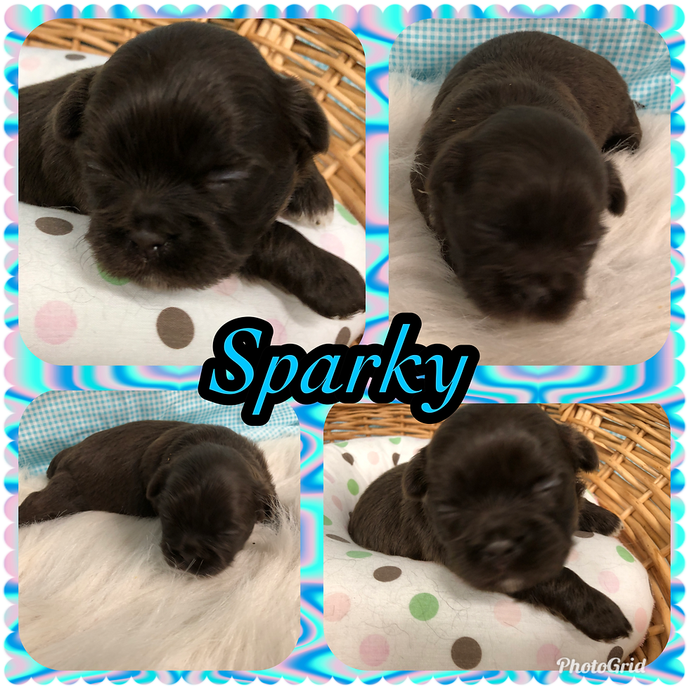 MALE SHIH TZU