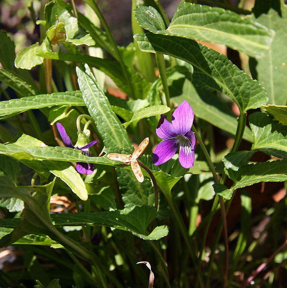 Viola betonicifolia by Casliber