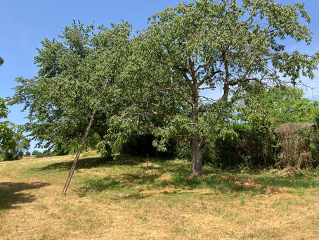 Schlechte Erdbeer- und Kirschenernte dieses Jahr