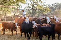 Copy of IMG_9167.jpeg