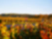 Courses Running Marathon des Grands Crus.JPG