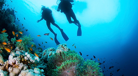 Scuba Diver and Corals