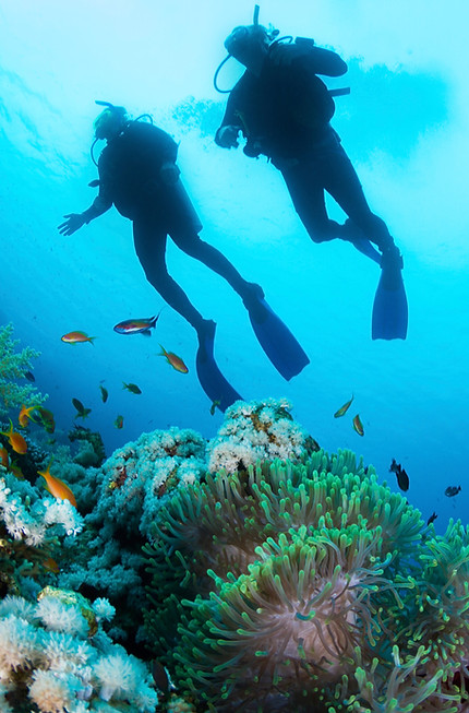 Scuba Diver and Corals