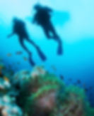 Scuba Diver and Corals