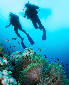 Scuba Diver and Corals