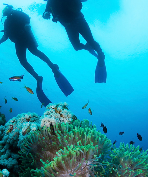Scuba Diver and Corals