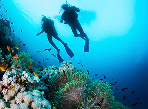 Scuba Diver and Corals
