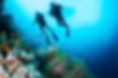 Scuba Diver and Corals