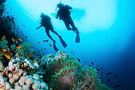 plongeurs et fonds marins