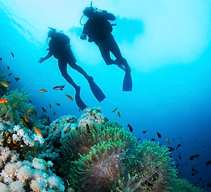 Scuba Diver and Corals