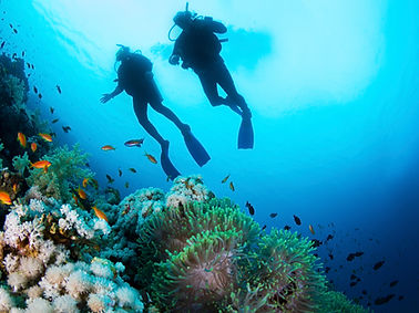 Scuba Diver e coralli