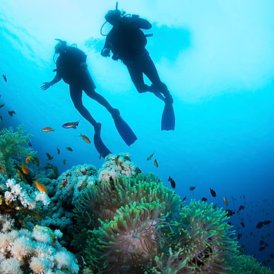 Scuba Diver and Corals