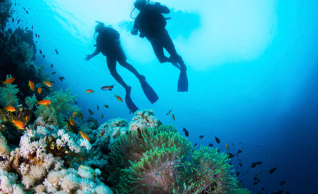 Scuba Diver and Corals