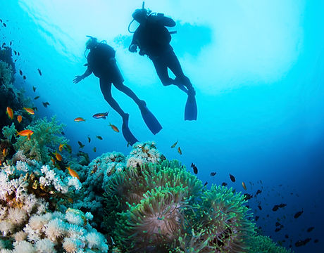 Scuba Diver and Corals