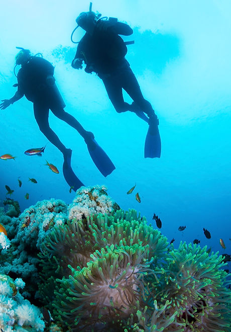 Scuba Diver and Corals
