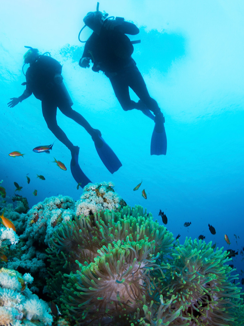 Taucher und Korallen