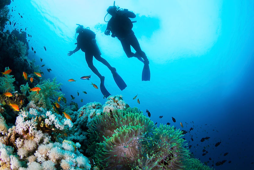 Scuba Diver and Corals