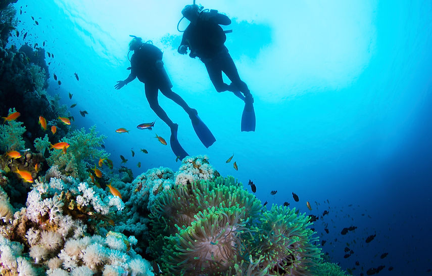 Scuba Diver and Corals