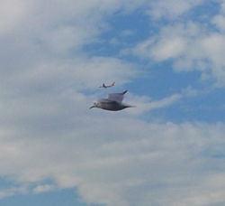 2015 A bird and a plane by Burcu Canacik.jpg