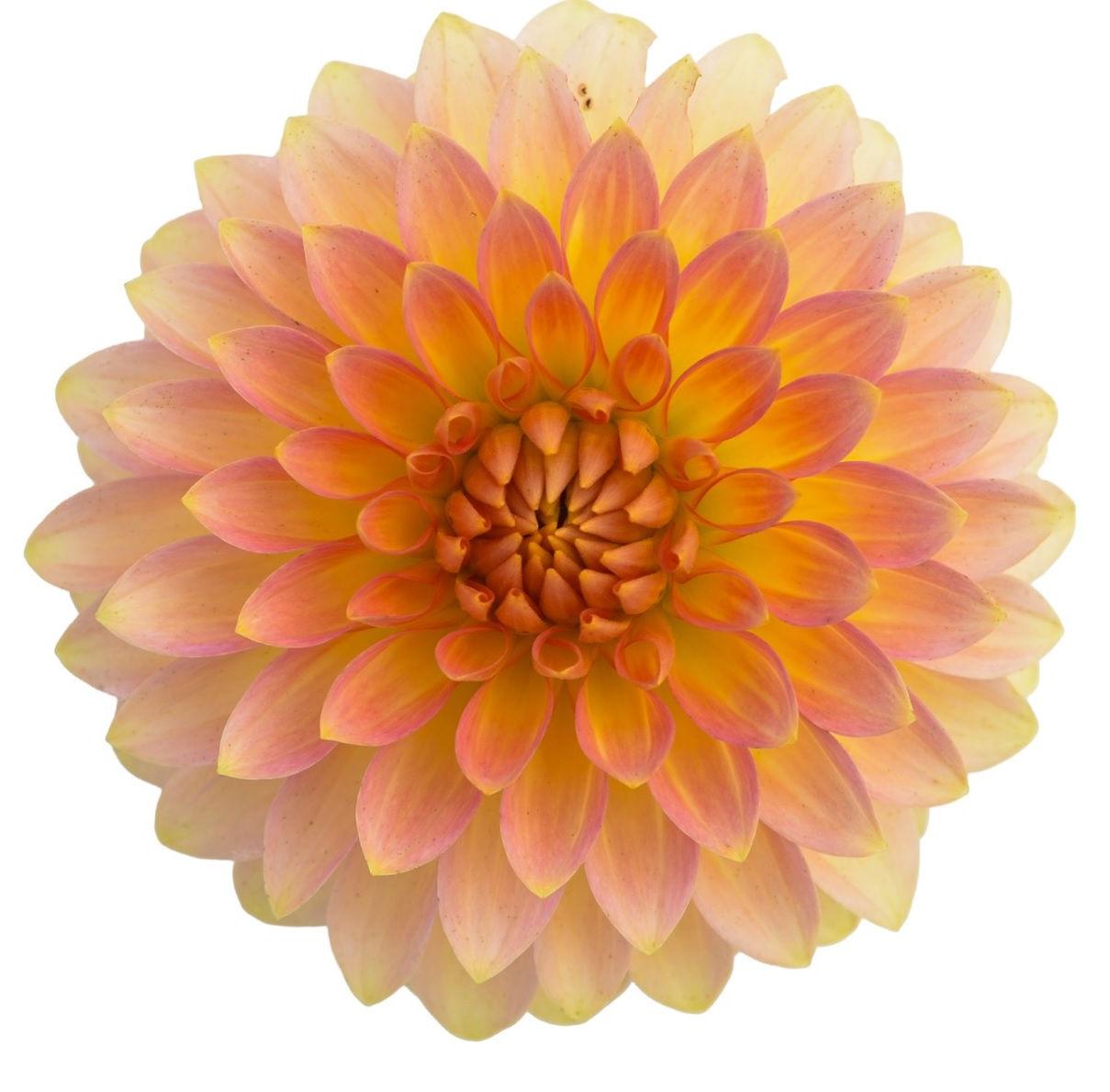 Oreti Adele (FD PK/Y)