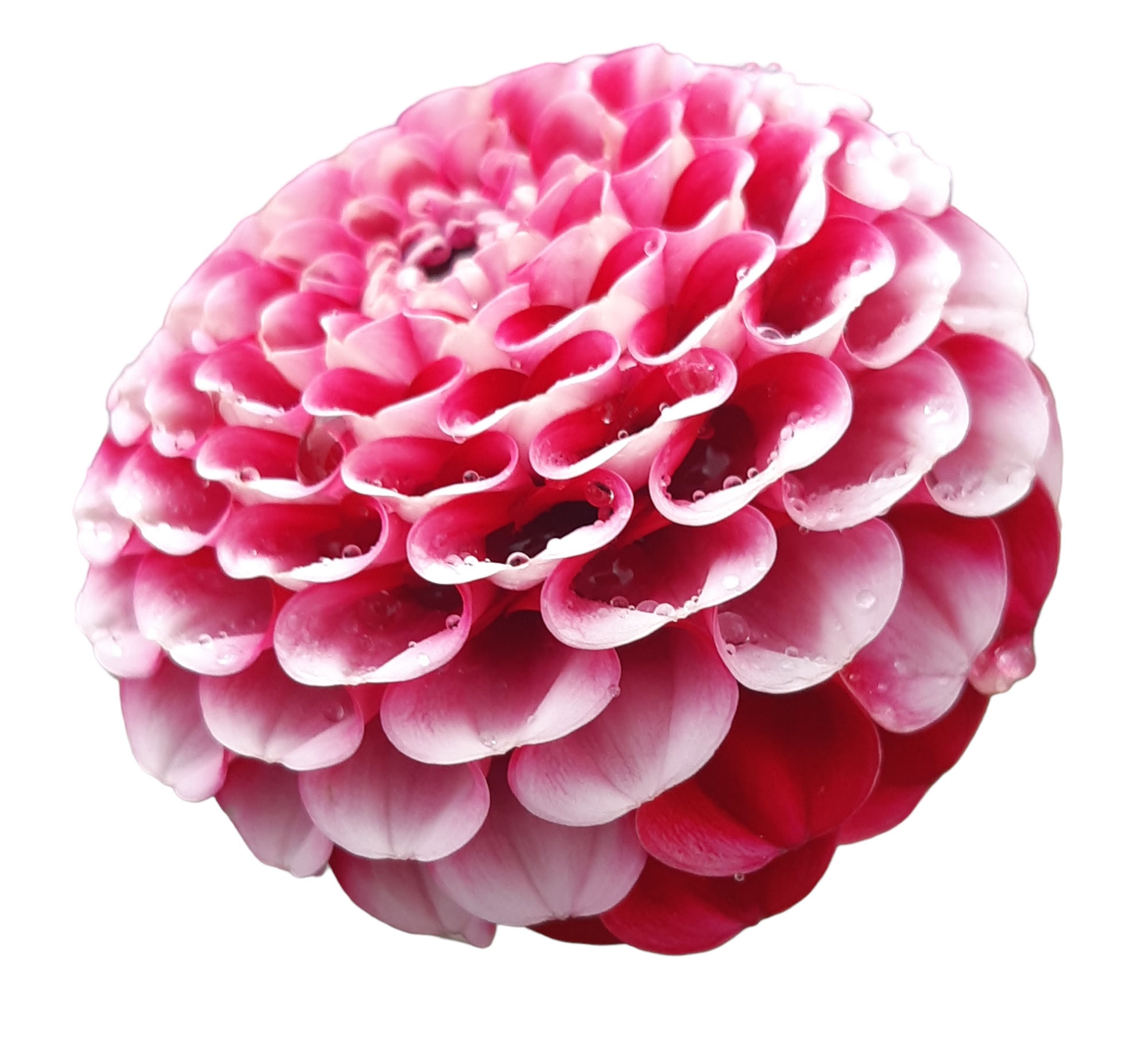 Chick A Dee (POM Bi RD/WH)