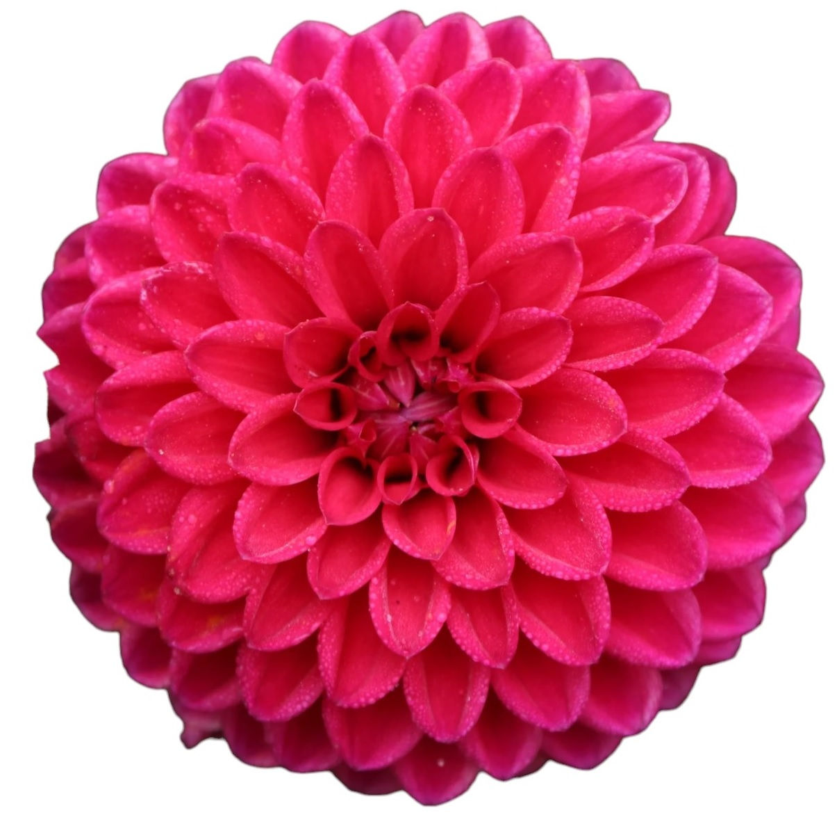 Barbarry Triumph (FD PR)