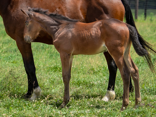 Queen Paige 2024-1-3.jpg
