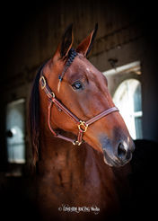 Crowd Surfer - huvud mörkt-web.jpg