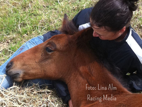 7 segrar på 26 starter!