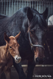 Raja Mirchi/Que Sera Sera (28feb 2022)