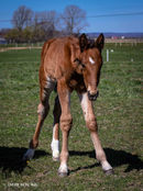 Monk's Hood-17-4-web.jpg