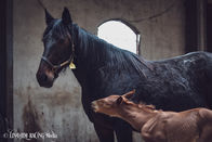 Raja Mirchi/Que Sera Sera (28feb 2022)