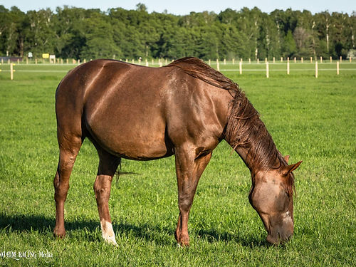 Magnolia Lavec travhäst avelssto