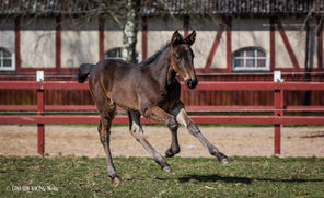 Que Sera & Ennie 5-4-26-web.jpg