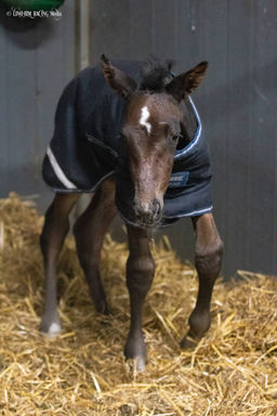 Security Code as a new born