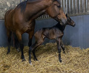 Queen Paige & Security Code as a new born