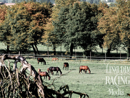 Zingy's förstfödda & Spirit's första dotter!