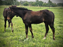 Security Code as a foal