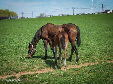 Manchego, Laureen & Concert Goer