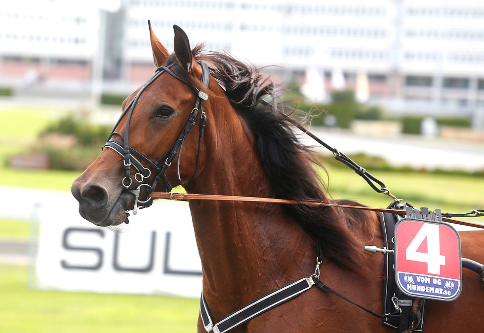 Europhile Am travhäst avelssto