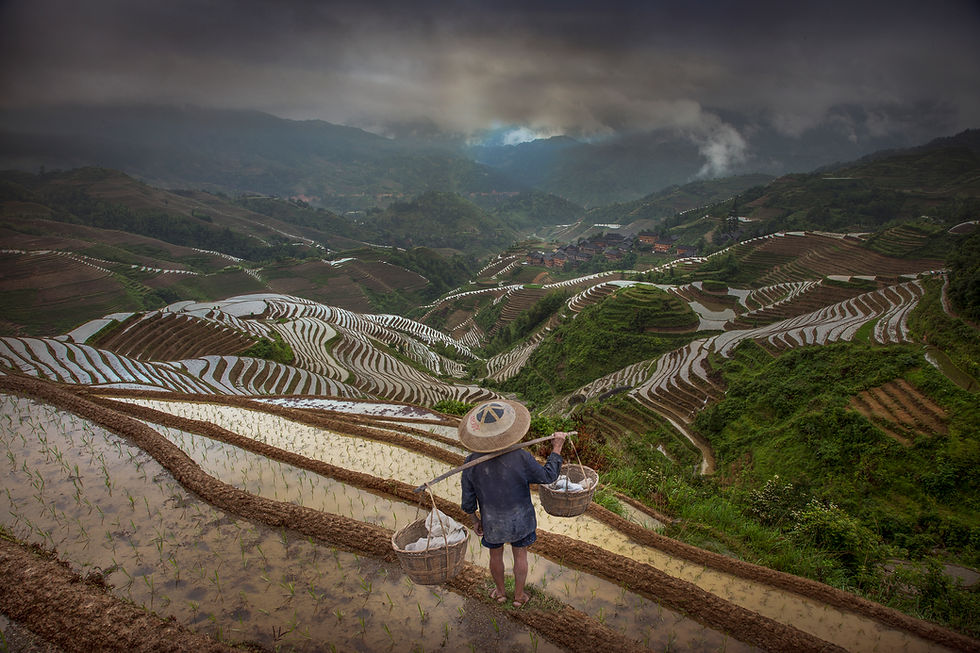 farmer-in-terraced-field-longsheng-guangxi-provi-2024-10-18-23-04-59-utc.jpg