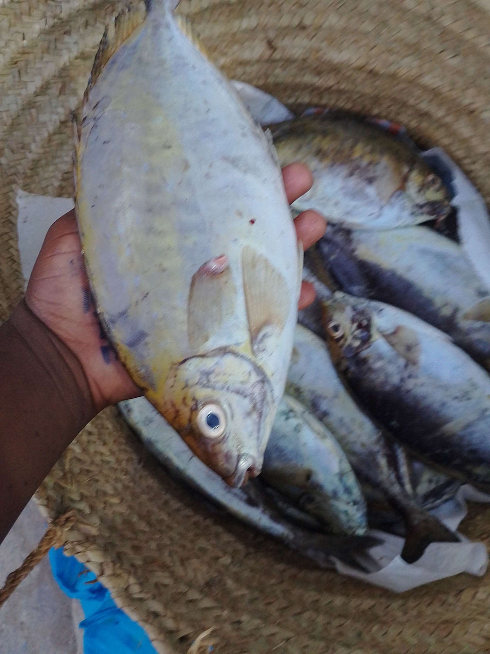 Thumbnail: Tafi/Rabbitfish 