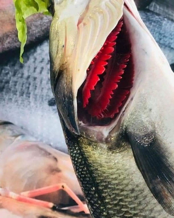 Thumbnail: CHANGU FISH/WHITE SNAPPER