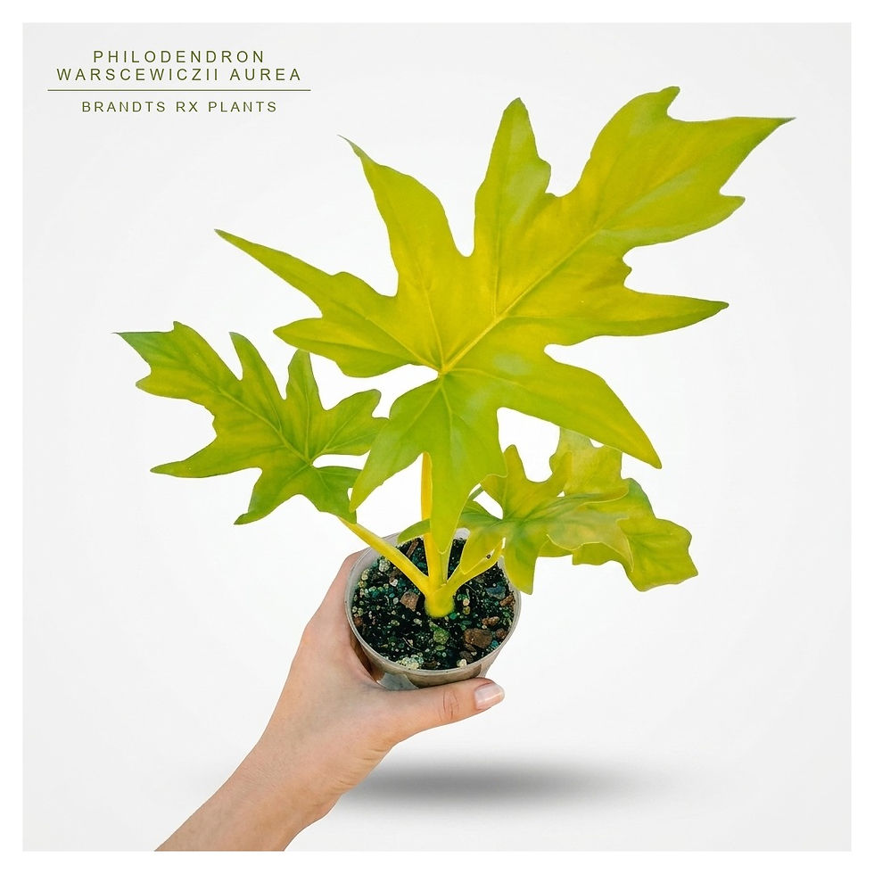 4" Philodendron 'Warscewiczii Aurea'