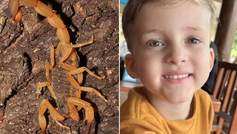 Pai denuncia falha em atendimento após morte de criança por picada de escorpião