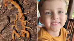 Pai denuncia falha em atendimento após morte de criança por picada de escorpião